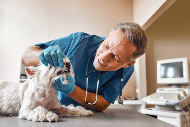 Best 24-Hour Emergency Dental Care in Wallingford Center, CT